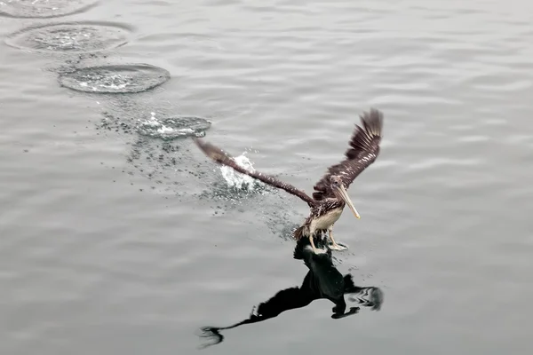 Pelicano castanho (Pelecanus occidentalis) — Fotografia de Stock