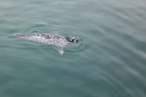 Common Seal (Phoca vitulina) — Stock Photo, Image