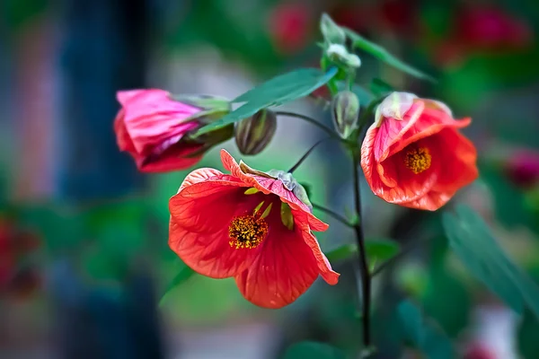 Pomegranate flower Punica granatum L Sonoma Valley California — Stock Photo, Image