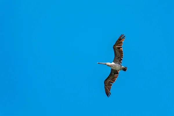 Brown Pelican (Pelecanus occidentalis) — Stock Photo, Image