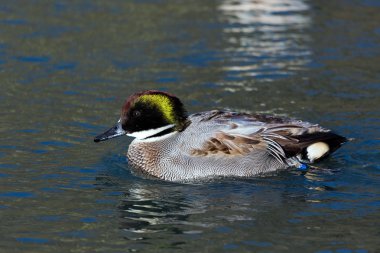 falcated ördek veya deniz mavisi (anas falcata)