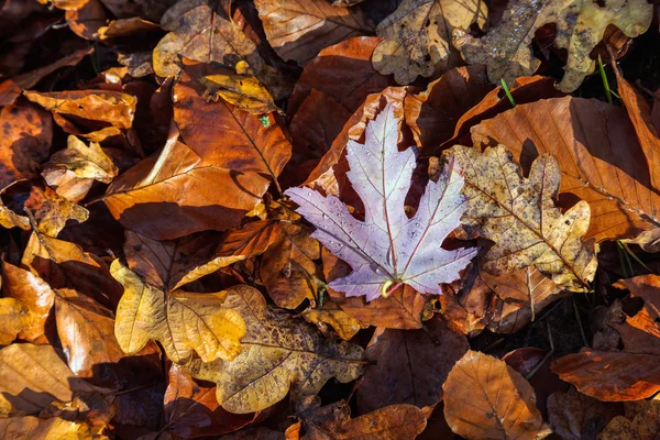 Осенние листья — стоковое фото