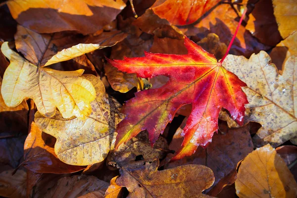 Foglie d'autunno — Foto Stock