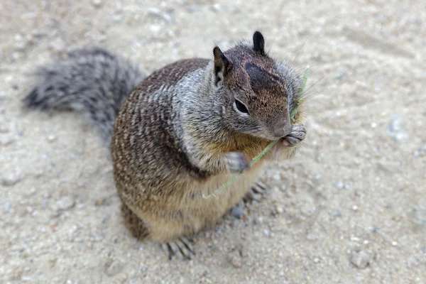 Esquilo terrestre da Califórnia (Otospermophilus beecheyi ) — Fotografia de Stock