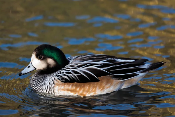 奇洛埃纳斯 wigeon sibilatrix — 图库照片