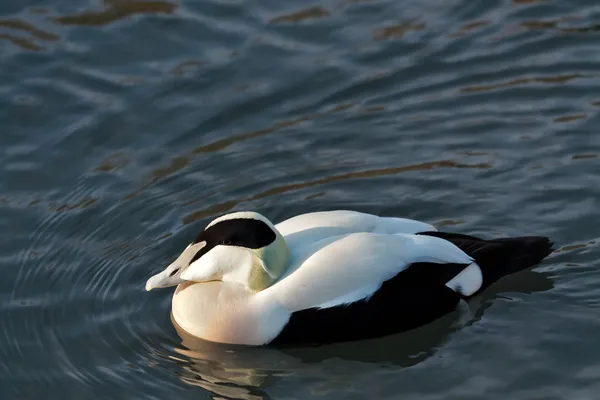 Pato europeo somateria mollissima mollissima —  Fotos de Stock