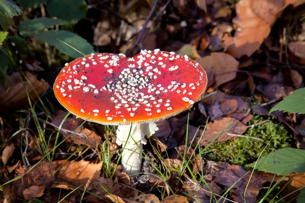 Mosca Agaric Toadstool (Amanita muscaria ) — Foto de Stock