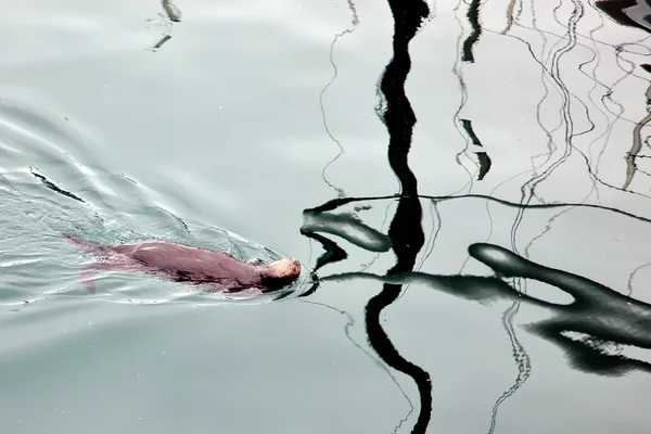 Sea Otter (Enhydra lutris) — Stock Photo, Image