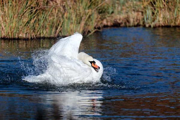 Łabędź niemy (Cygnus olor — Zdjęcie stockowe