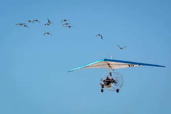 Christian Moulec and his geese — Stock Photo, Image