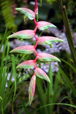 Singapur botanik bahçeleri heliconia (chartacea)