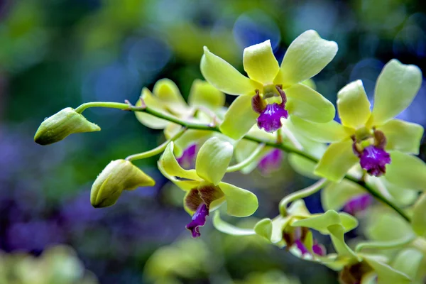 Dendrobium jean chretien (ver x anchin dendrobium dendrobium mak — Fotografia de Stock