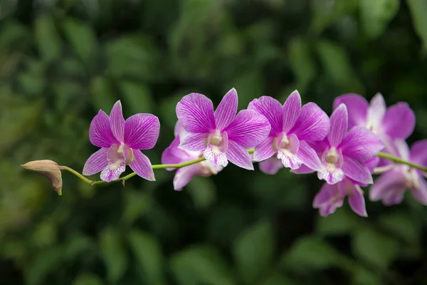 Dendrobium joaquim alberto chissano (dendrobium le classique x den — Photo