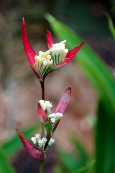 Iady di (heliconia psittacorum) — Fotografia de Stock