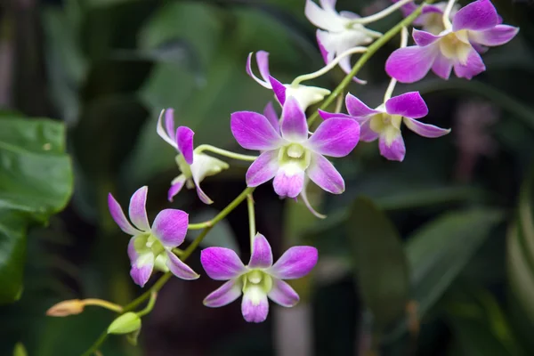 Orchidej v Singapuru botannical zahrady — Stock fotografie