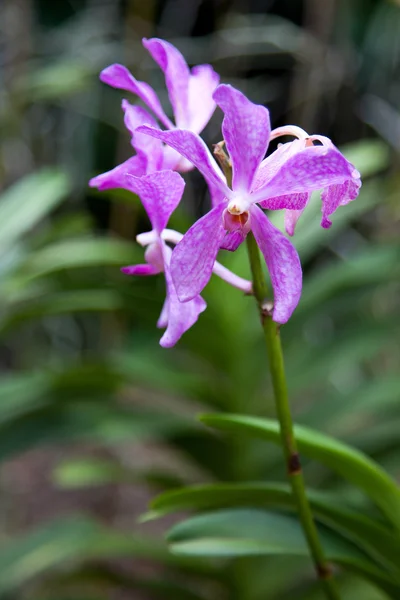 Orchidej v Singapuru botannical zahrady — Stock fotografie