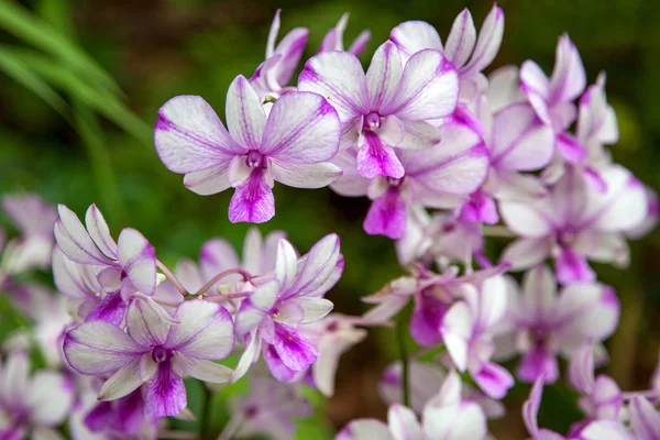 Orquídea en Singapur Jardín Botánico — Foto de Stock