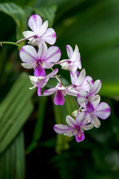 Orchidée à Singapour Jardins botaniques — Photo