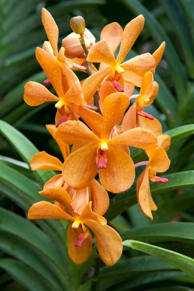 Orquídea en Singapur Jardín Botánico —  Fotos de Stock