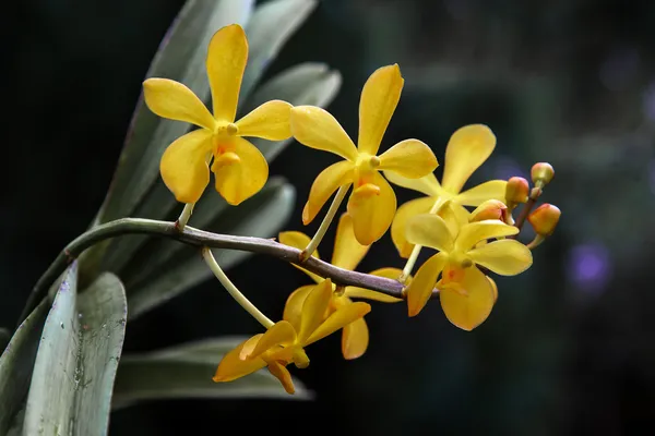 Orquídea em Singapura Botannical Gardens — Fotografia de Stock