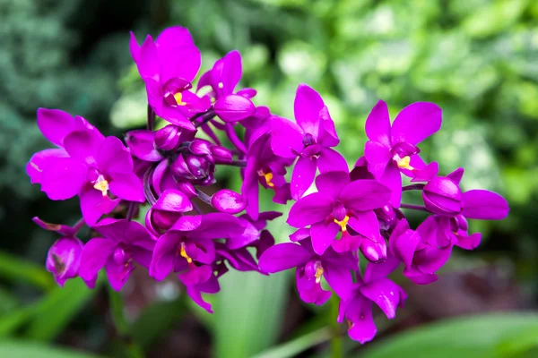 Orchidej v Singapuru botannical zahrady — Stock fotografie