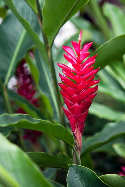 Niet-geïdentificeerde struik of boom in singapore — Stockfoto