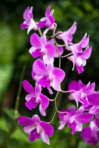 Orchidee in singapore botanischen Gärten — Stockfoto