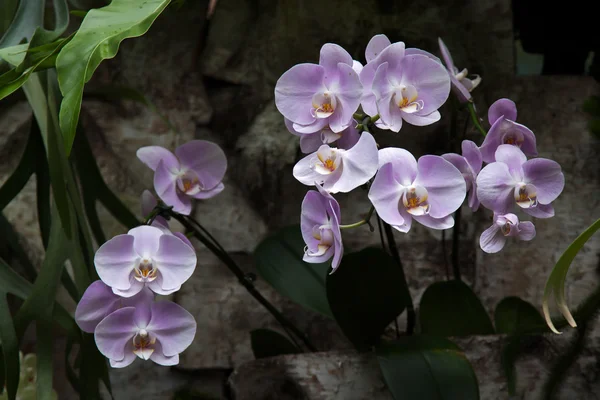 Orchidée à Singapour Jardins botaniques — Photo