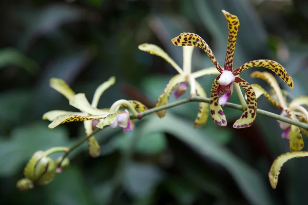 Orchidee in singapore botannical tuinen — Stockfoto