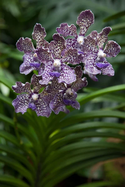 Orchidej v Singapuru botannical zahrady — Stock fotografie