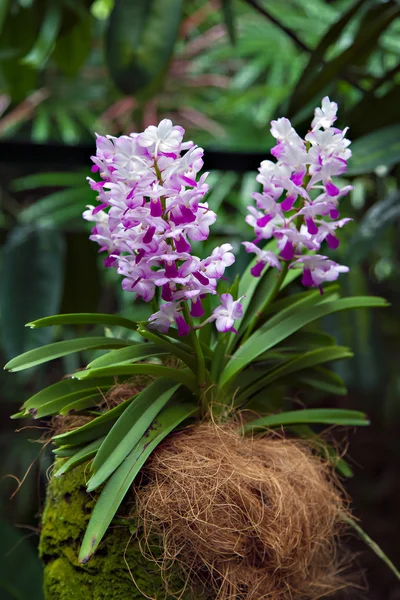 Orkidé i singapore botannical trädgårdar — Stockfoto