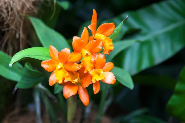 Orchidee in singapore botannical tuinen — Stockfoto