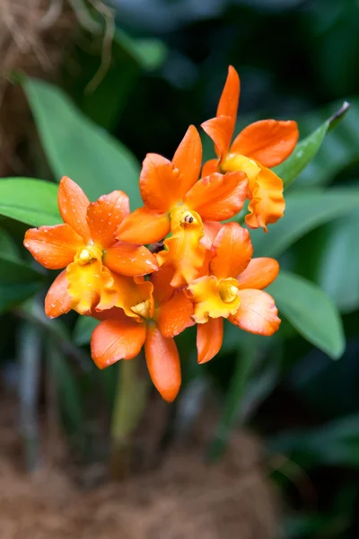 Orchidej v Singapuru botannical zahrady — Stock fotografie