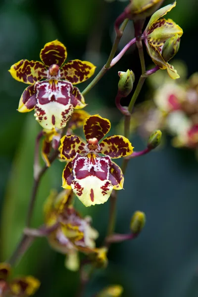 Orchidea a szingapúri botannical kertek — Stock Fotó