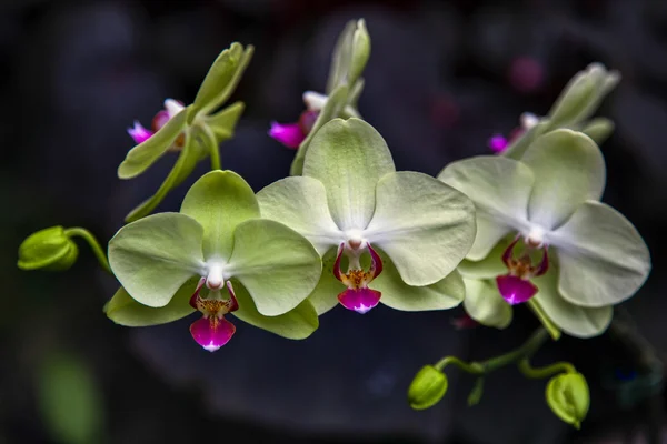 Orquídea em Singapura Botannical Gardens — Fotografia de Stock