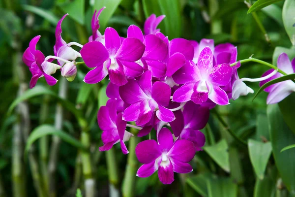 Orchidej v Singapuru botannical zahrady — Stock fotografie
