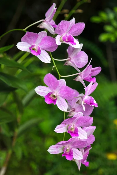Dendrobium ali bongo ondimba 'sylvia"(dendrobium masako kotaish — Stock fotografie