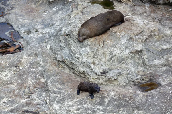 Selo de pele da Nova Zelândia (Arctocephalus forsteri) e bebê — Fotografia de Stock