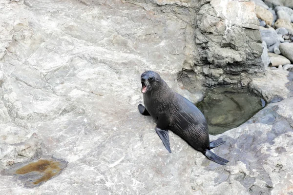 New Zealand fur seal (Arctocephalus forsteri) — Stock Photo, Image