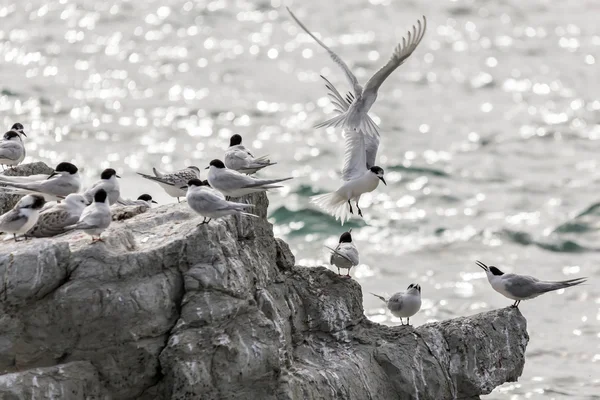 White-fronted Tern (Sterna striata) — Stock Photo, Image