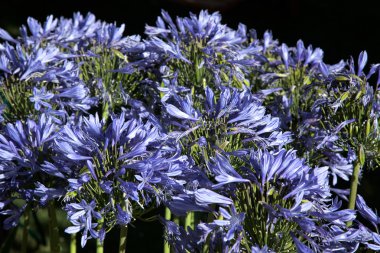 parlak mavi Agapanthus'tan almıştır (africanus)