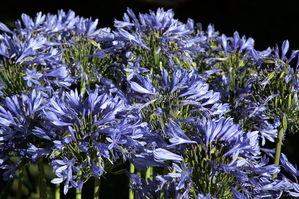 Vivid Blue Agapanthus (africanus)