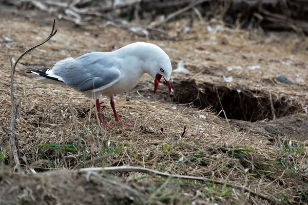 Czerwony billed gull (chroicocephalus scopulinus) — Zdjęcie stockowe