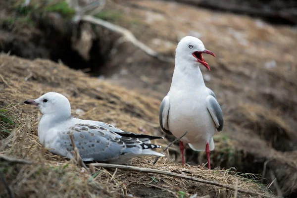 Red-billed Gull (Chroicocephalus scopulinus) — Stock Photo, Image