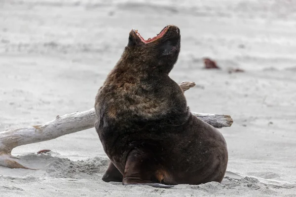 Lion de mer de Nouvelle-Zélande (Phocarctos hookeri ) — Photo