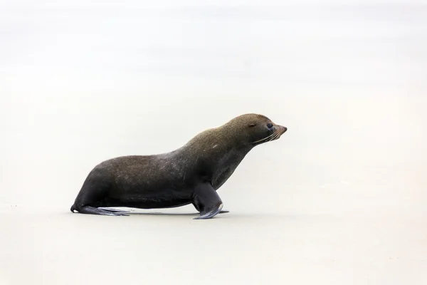 New Zealand Fur Seal (Arctocephalus forsteri) — Stock Photo, Image