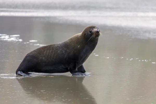 Nuova Zelanda Fur Seal (Arctocephalus forsteri) — Foto Stock