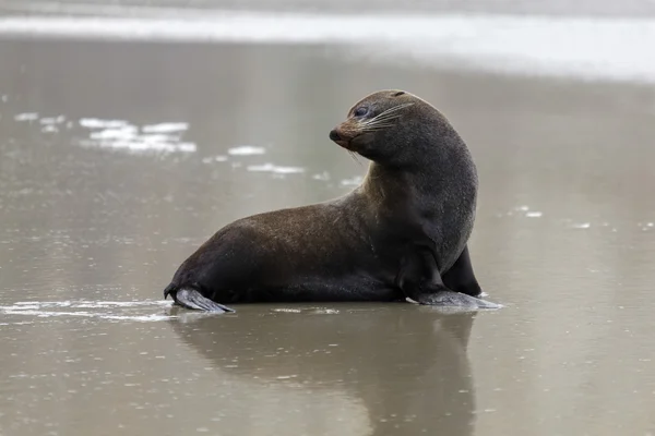 New Zealand Fur Seal (Arctocephalus forsteri) — Stock Photo, Image