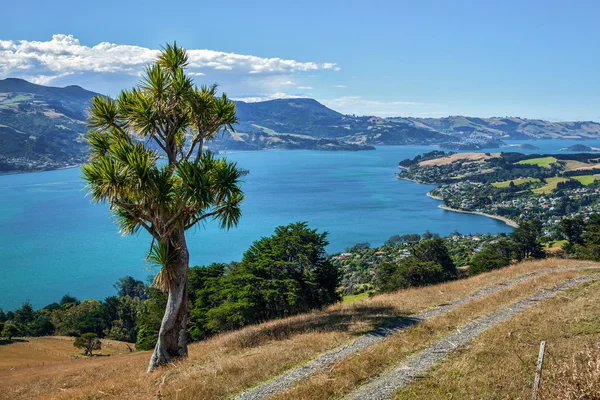 Península de Otago — Foto de Stock