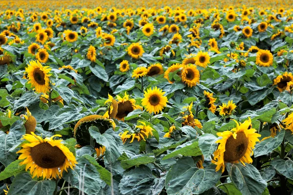 Sunflowers (Helianthus annuus) — Stock Photo, Image